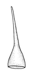 Cladomnion ericoides, operculum. Drawn from P. Child s.n., 5 Mar. 1972, CHR 422333, and D. Glenny s.n., 27 Nov. 1985, CHR 438494.
 Image: R.C. Wagstaff © Landcare Research 2018 